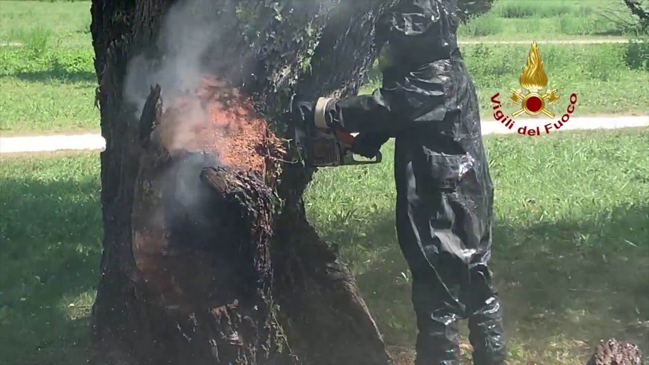 Rimini. Nido di calabroni in un albero del parco - YouTube