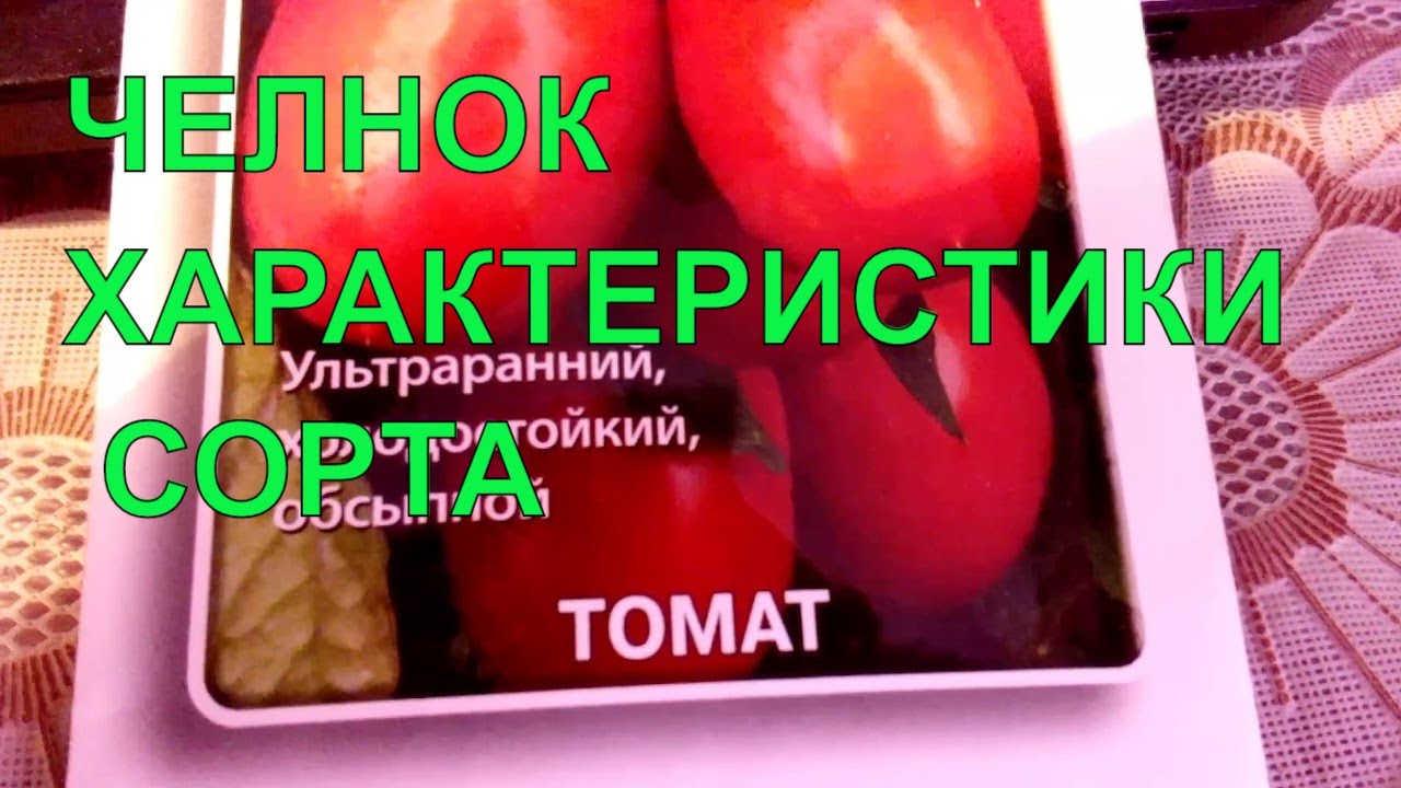 Томат Челнок Отзывы Фото Урожайность