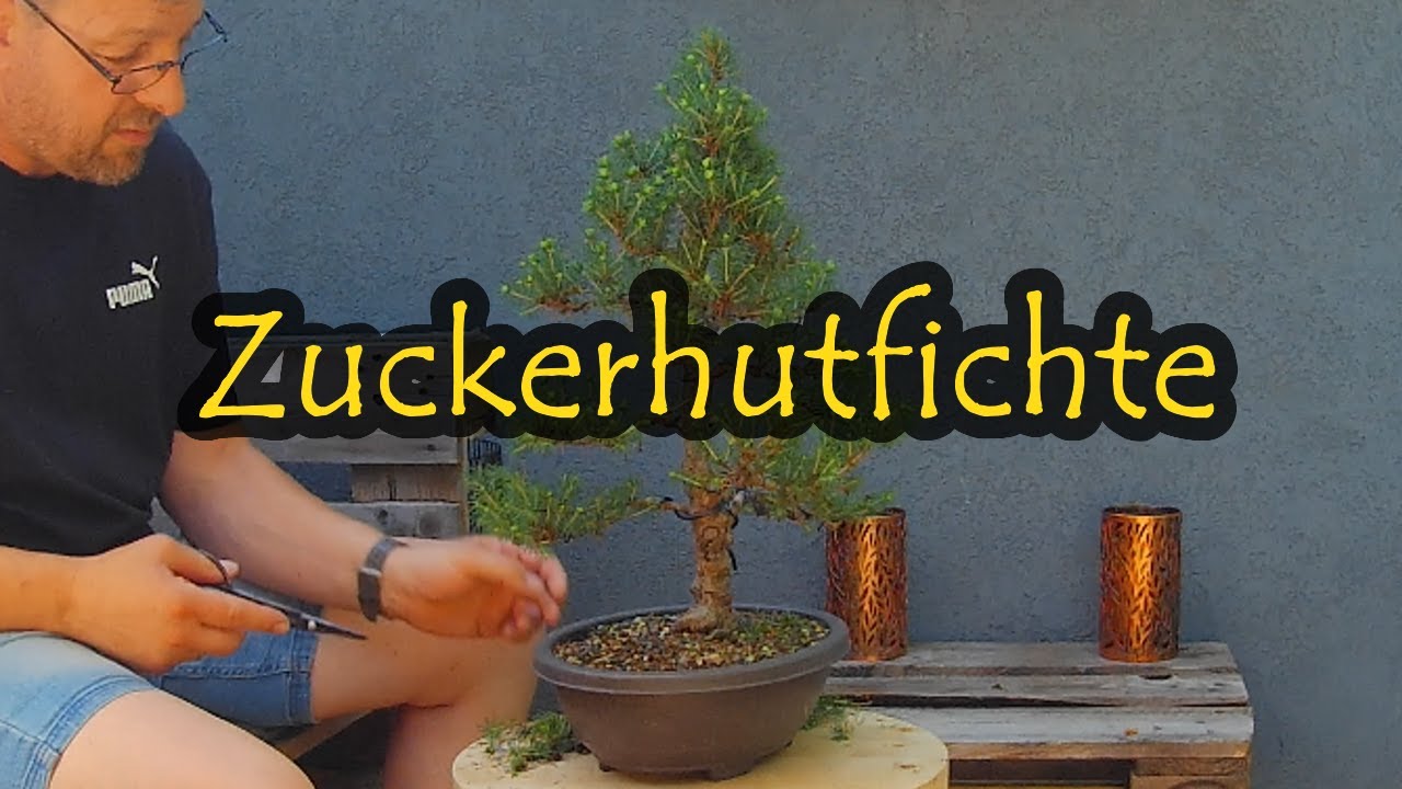 Zuckerhutfichte Picea Glauca
