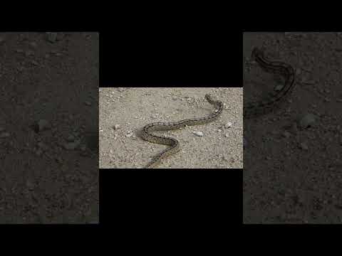 Latin America's Most Venomous Snake -Deadliest Snake Barba Amarilla #shorts #Wildlifehub #snake