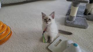 Provenance Balinese kittens by Provenance Cats 956 views 2 years ago 2 minutes, 20 seconds