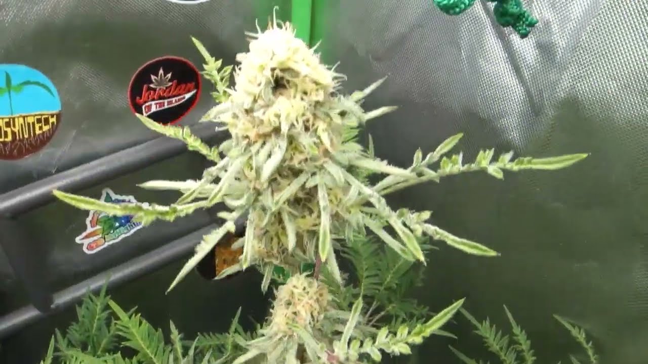 Fusion Hut Testers - Grapefruit Haze and Freakshow photoperiods in Flower