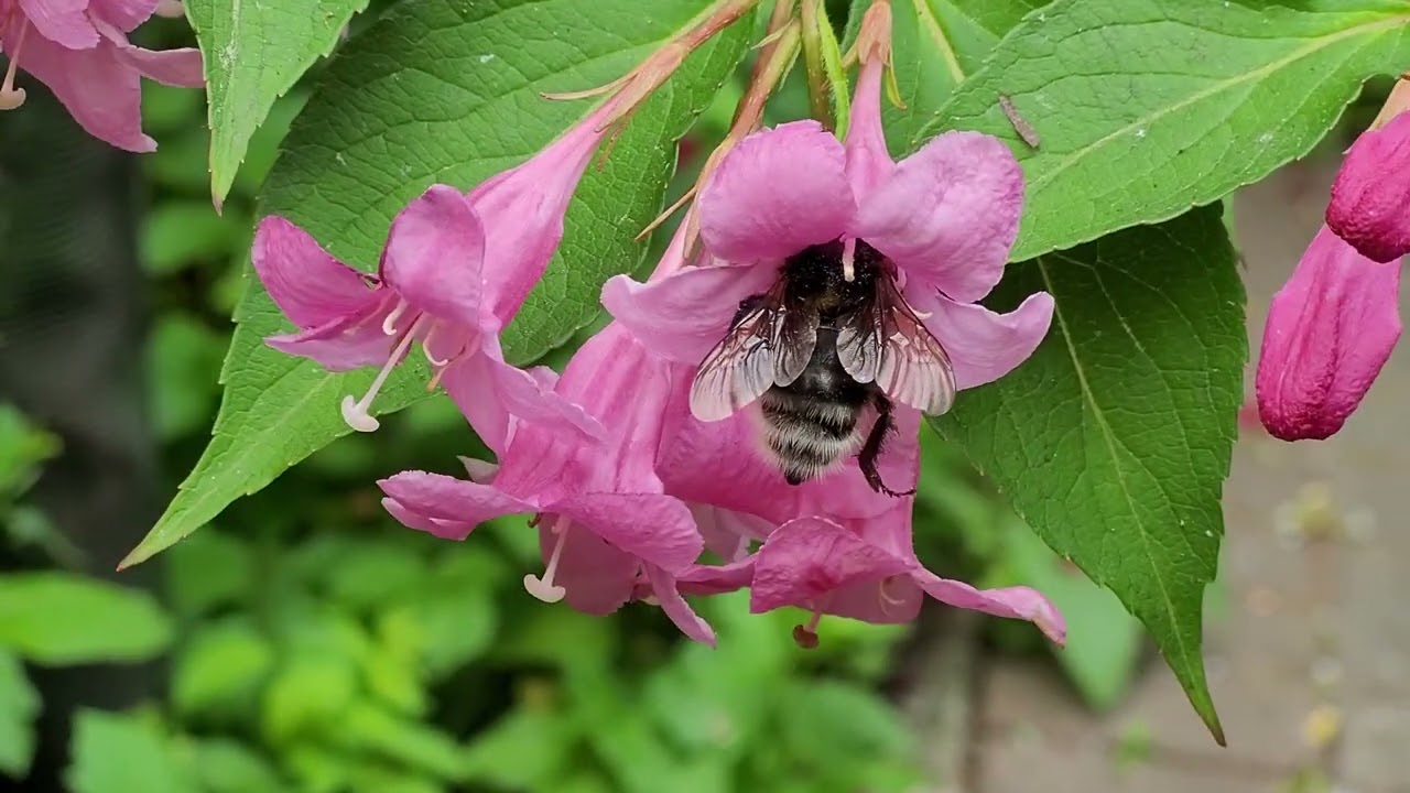 Drzewa i krzewy miododajne lata - cz. 2