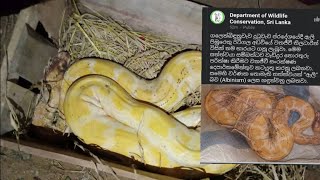 A RARE Albino Indian Rock Python is Recorded! | Python molurus | Wild Freaks