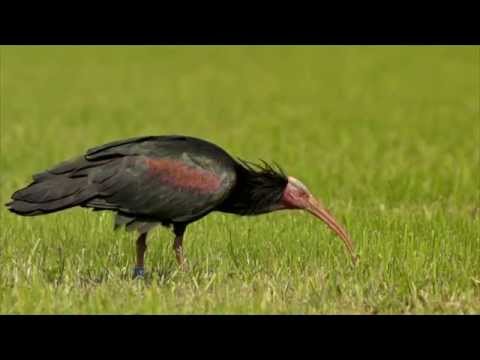 Demovideo Waldrapp-Projekt Reason for Hope