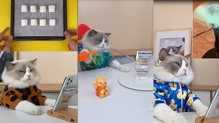 Gato cozinheiro- Compilados de Receitas- That The Little Puff by Pets do tiktok 69,691 views 2 years ago 5 minutes, 55 seconds
