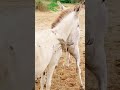 Donkey Animal Meeting Animal YouTube 