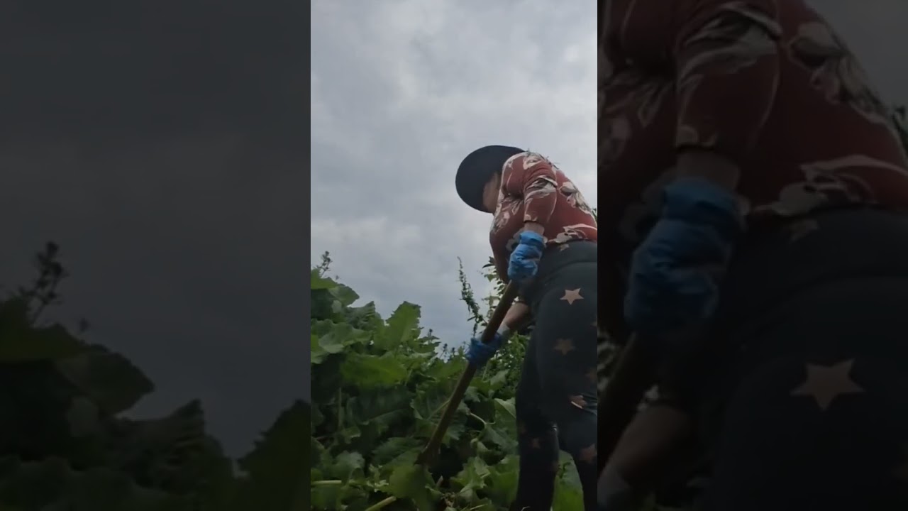 Я вырубаю траву на ферме