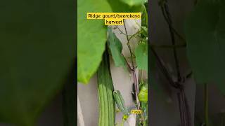 Ridge Gourd| Nalleru |Pudina |Ponnaganti aaku Harvest|P johnsi |Terrace Garden #shorts #ridgegourd