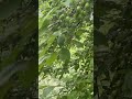 Май - в Кисловодском парке появились плоды алычи