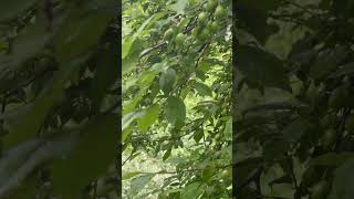 Май - в Кисловодском парке появились плоды алычи