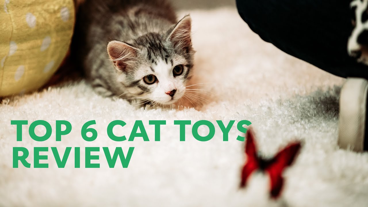top kitten toys