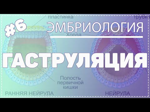 ГАСТРУЛЯЦИЯ / ЭМБРИОЛОГИЯ / Гистология #Эмбриология #Гистология