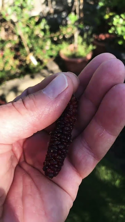 Freshly picked red Shahtoot mulberry 😋