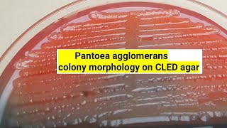 Pantoea Agglomerans Colony Morphology On Cled Agar