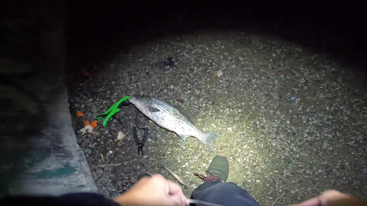 Clifton Court Forebay Triped Bass Fishing- Jan 26-27