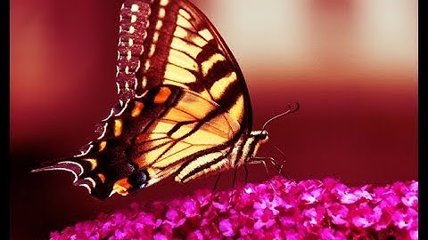 Tutorial Photoshop CS5 - Cross Processing (Demo)