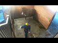 Horse Does Downward Dog Stretch on Owner's Command