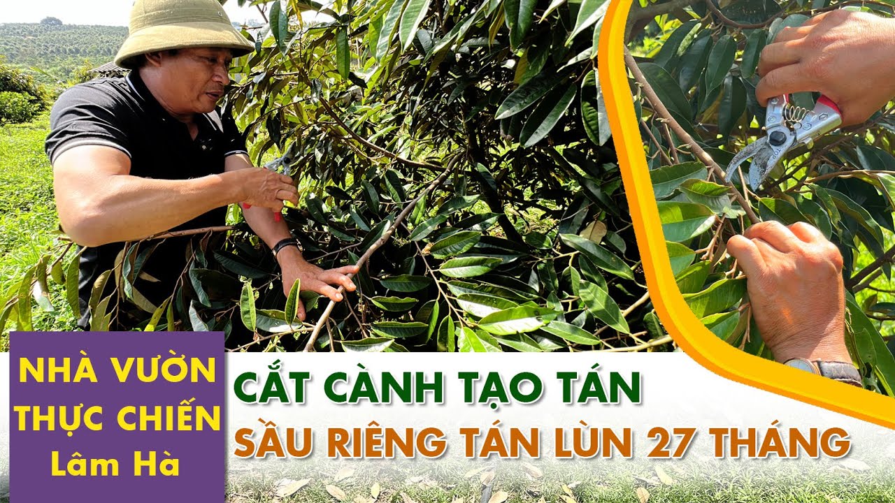NHÀ VƯỜN THỰC CHIẾN LÂM HÀ - Cách cắt tỉa cành tạo tán sầu riêng Theo Mô hình sầu riêng tán lùn
