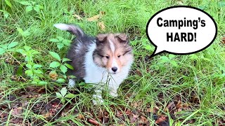 'Camping is Exhausting!' ⛺ Day 1  a Biscuit Talky on Cricket 'the sheltie' Chronicles e300