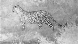 Tlalamba Leopard at Djuma Cam moving along far shore and going towards the lodge fenceline 24/6/26