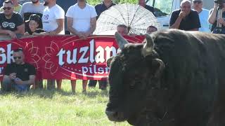 Cvijan Spahić - Demon Šamije Kod Murge Vozuča 2022 Korida