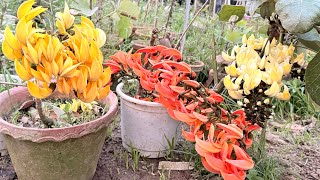 #palashflower#whitepalash#yellowpalash#redpalash