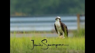 Connecticut Shoreline Wildlife