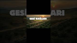Gesi Bağları - Psychedelic Anatolian Rock Turkish Psych 70S Ğları