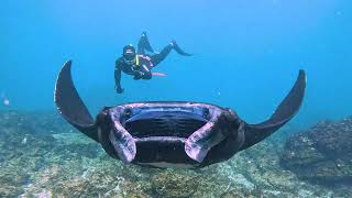 Manta ray and diver