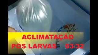 RECEBENDO PÓS LARVAS E ACLIMATAÇÃO -PARTE 2 VIDEO 3/32