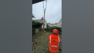 Rigging out a ash tree #treecare #treework #treeremoval #tractor #stihl #chainsaw