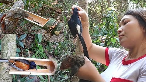 She make amazing bamboo trap to catch squirrel and bird in the forest