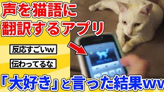 【2ch動物スレ総集編】人間の言葉を猫語に翻訳するアプリで「大好き」と言った結果ｗｗｗｗｗ screenshot 1