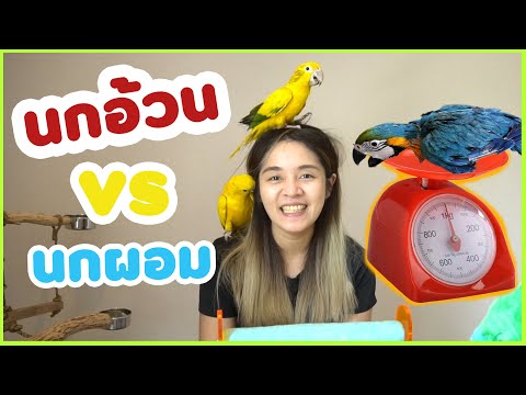 อยากรู้ว่านกตัวเองผอมไปหรืออ้วนไปมั้ย แล้วถ้าดูไม่เป็นทำไงดี ?