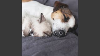 Jazz Harmony Pet Dream