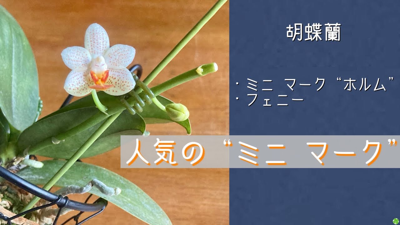 March 19, 2025 Mini Phalaenopsis Orchid Popular with women Mini