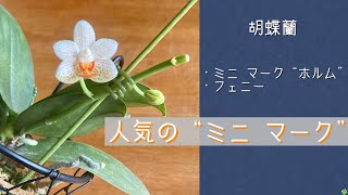 March 19, 2025 Mini Phalaenopsis Orchid Popular with women Mini
