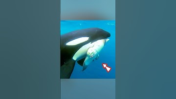 A herd of orca asked human for help