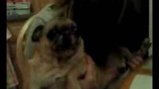 Growling Pug...