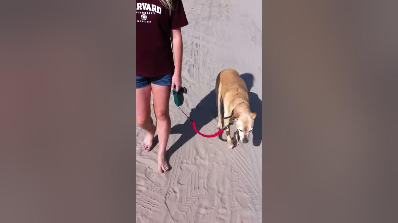Dog Leash Guard Prevents Tangling YouTube