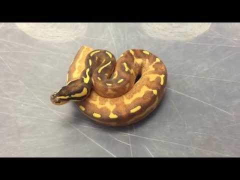 The Florida Reptile Ranch- Mardi Gras Ball Python