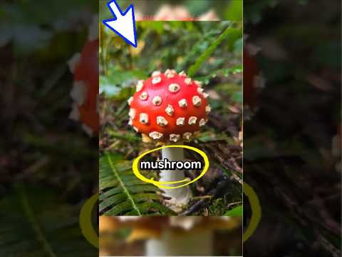 صور نادرة مذهلة تثير الفضول فور ا 665