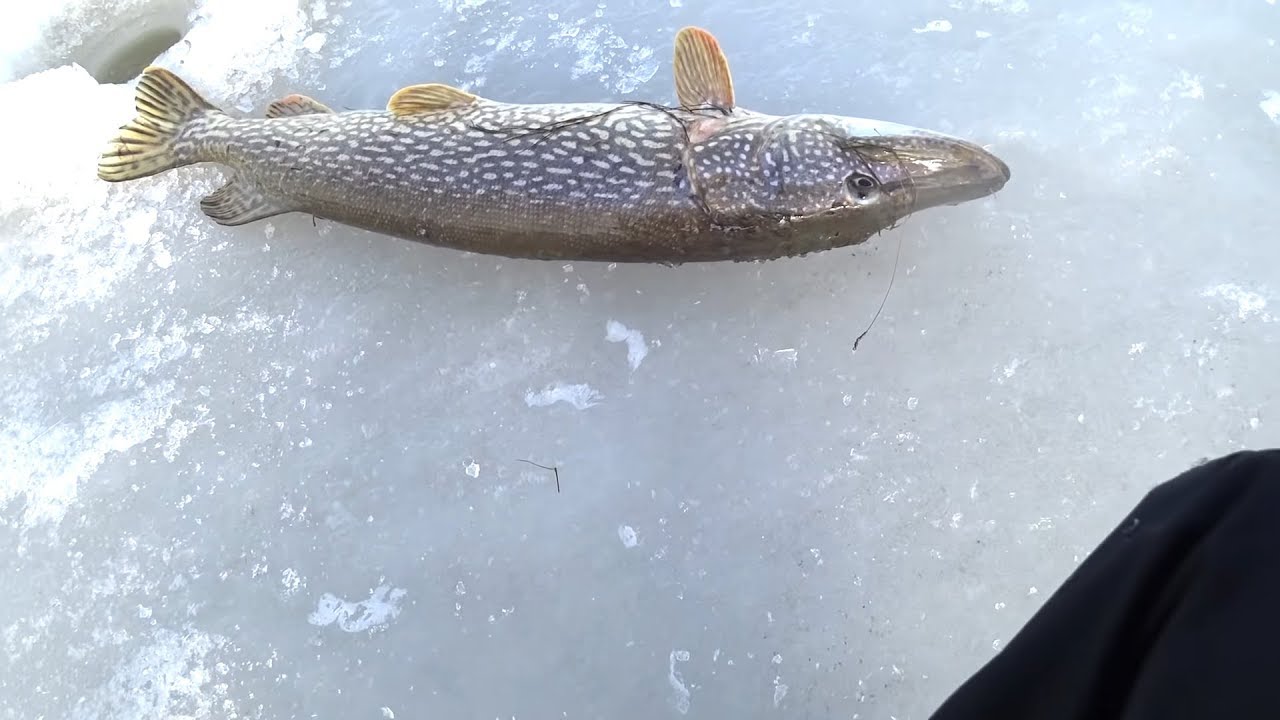 Фото Щуки Зимой