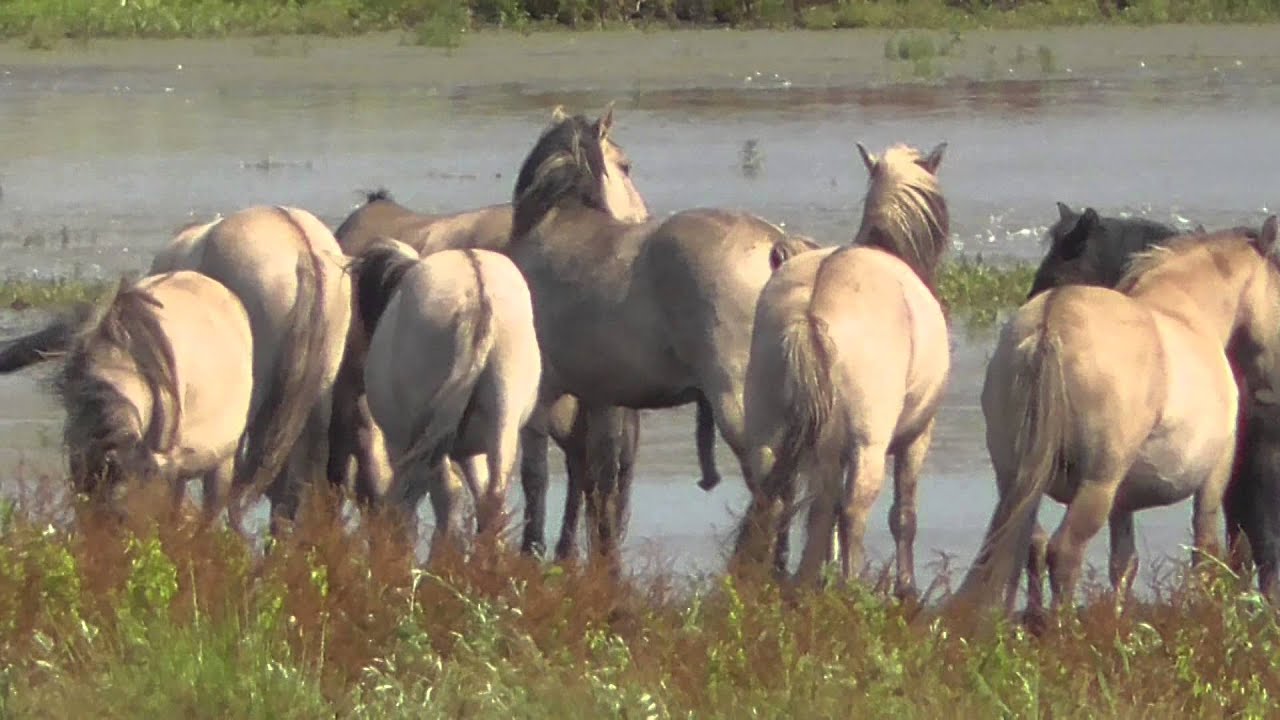 Konik ponies mating Burwell fen 31Jul15 4p YouTube