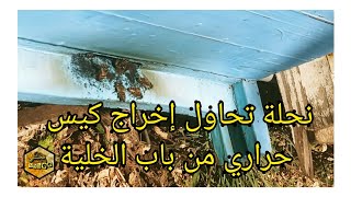 نحلة تحاول إخراج الكيس الحراري الخاص بالعجين من باب الخلية bees  trying to take out a thermal bag