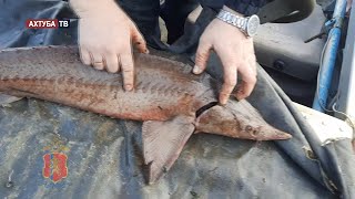 Десятки тонн рыбы ценных пород изъято у браконьеров