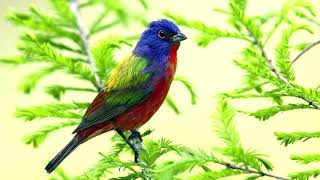 Birds Chirping Ringtone. Nature Sounds 2021. Bird Song