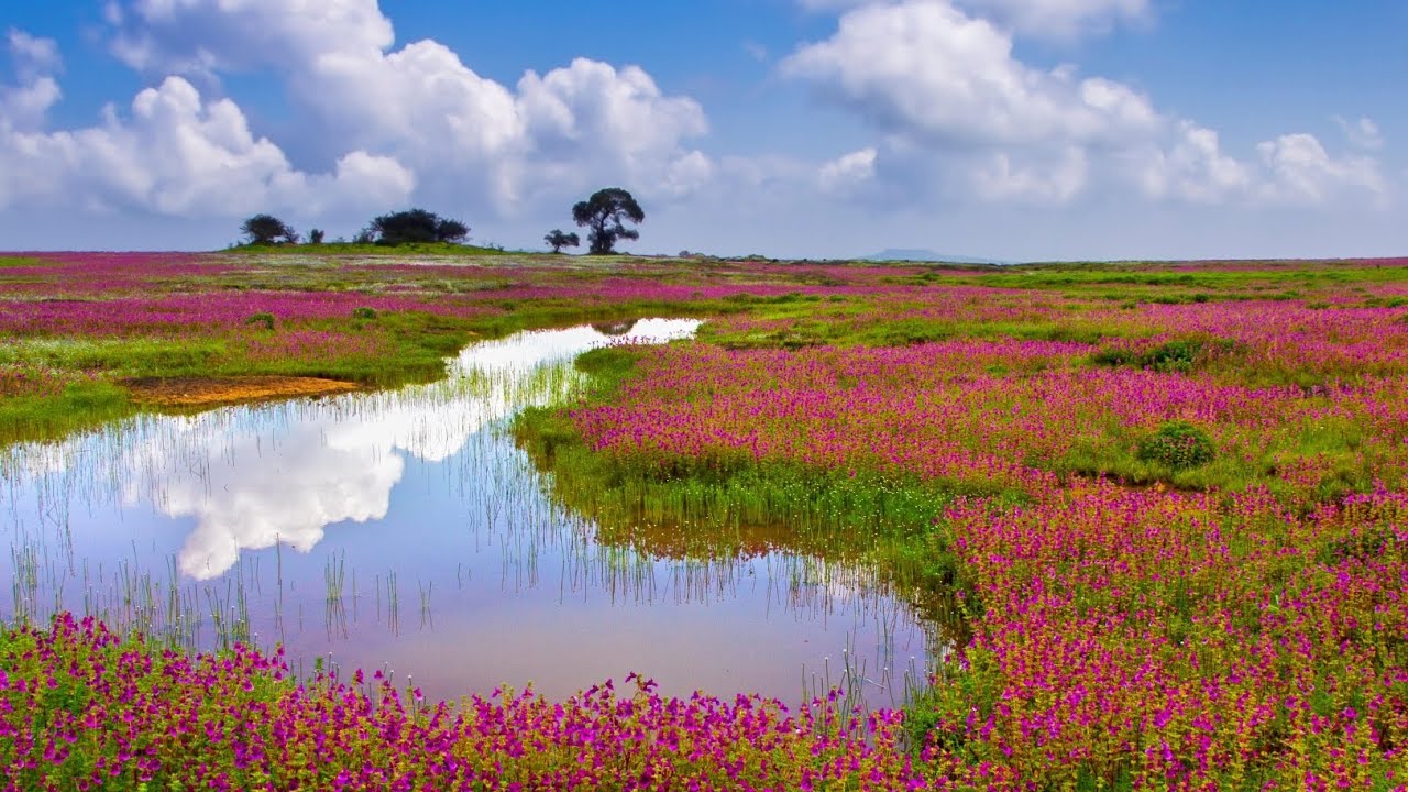 कास पाठपुरावा  how to reach kaas pathar in satara 