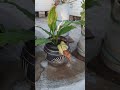Flower at my home🏡 #2026 #beautifulflowers #flowertypes #house #garden #gardenflowers #gardener#like